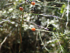 Asparagus ramosissimus