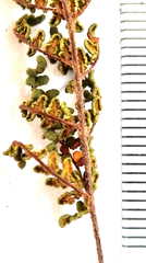 Cheilanthes contracta