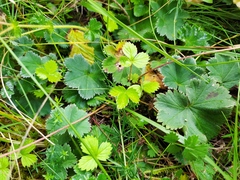 Alchemilla glaucescens