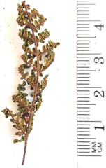 Cheilanthes contracta
