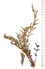 Cheilanthes contracta