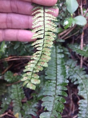 Asplenium lunulatum