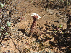 Crassula alpestris