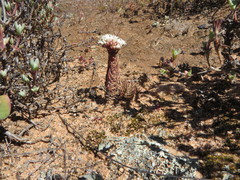 Crassula alpestris
