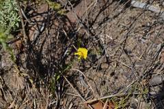 Pearsonia aristata