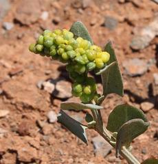 Manochlamys albicans