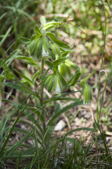 Onosma visianii