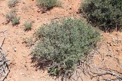 Manochlamys albicans