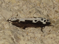 Ethmia semilugens