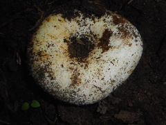 Russula chloroides