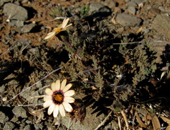 Dimorphotheca pinnata