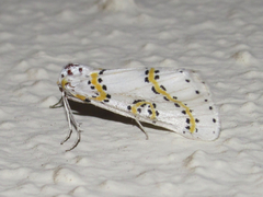 Philtraea paucimacula