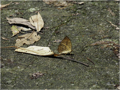 Abrota ganga formosana