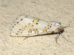 Philtraea paucimacula