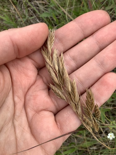 arctic brome (Bromus kalmii)