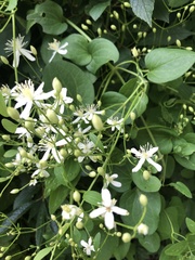 Clematis flammula