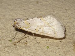 Philtraea paucimacula