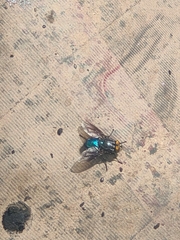 Sarconesiopsis magellanica