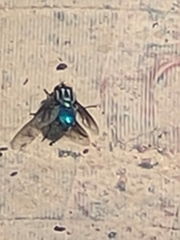 Sarconesiopsis magellanica