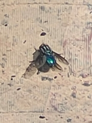 Sarconesiopsis magellanica