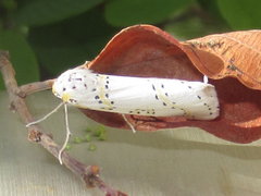 Philtraea paucimacula