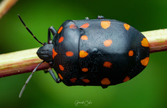 Pachycoris klugii
