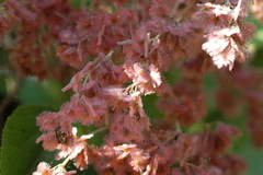 Heliocarpus donnellsmithii