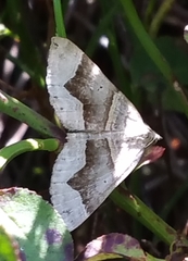 Scotopteryx moeniata