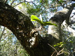 Cyrtorchis arcuata arcuata
