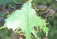 Pristiphora testacea