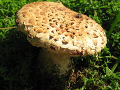 Saproamanita foetidissima