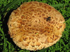 Saproamanita foetidissima
