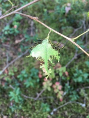 Pristiphora testacea