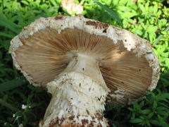 Saproamanita foetidissima