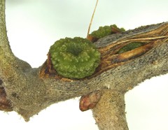 Kokkocynips difficilis