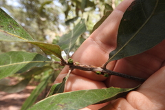 Kokkocynips difficilis