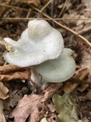 Clitocybe odora