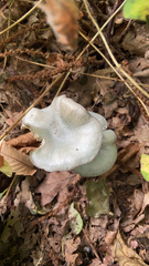 Clitocybe odora