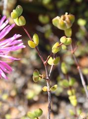 Drosanthemum subcompressum