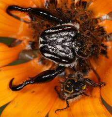 Pachycnema crassipes