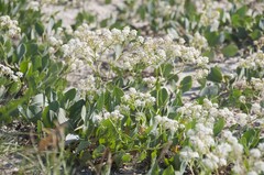 Lepidium cartilagineum