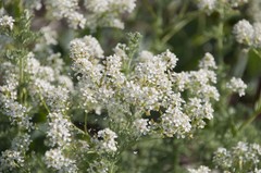 Lepidium cartilagineum