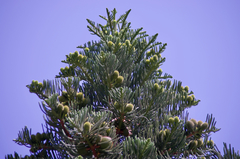 Araucaria
