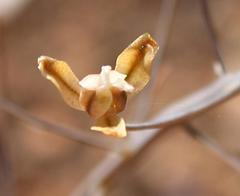 Eriospermum capense capense