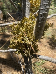 Arceuthobium americanum