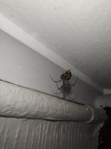 Common house spider