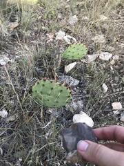 Opuntia dulcis