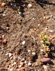 Eriospermum capense capense