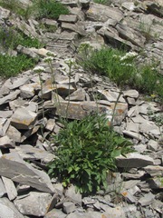 Valeriana cardamines