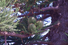 Araucaria